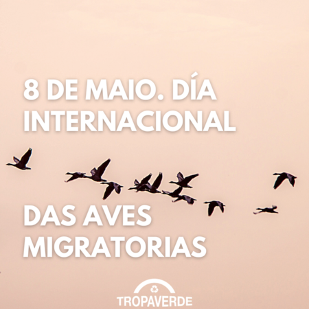 Hoxe é o Día Internacional das Aves Migratorias