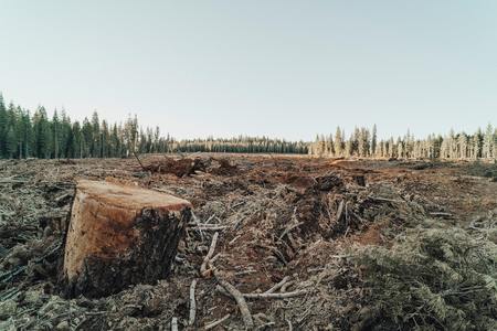Cen líderes mundiais comprométense a reverter a deforestación para 2030
