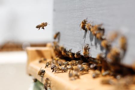 Dependemos da supervivencia das abellas - Día das abellas, 20 de maio