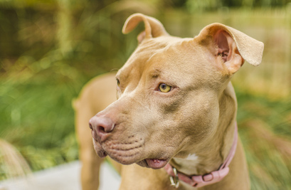 Cosmopet recompénsate cun 10% de desconto na primeira consulta